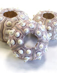 Sputnik Sea Urchin - 1-2"