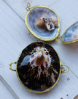 Limpet Seashell Coin Purse - Shell Box