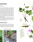 Medicinal Plants of the Pacific Northwest