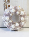 Sputnik Sea Urchin - 1-2"