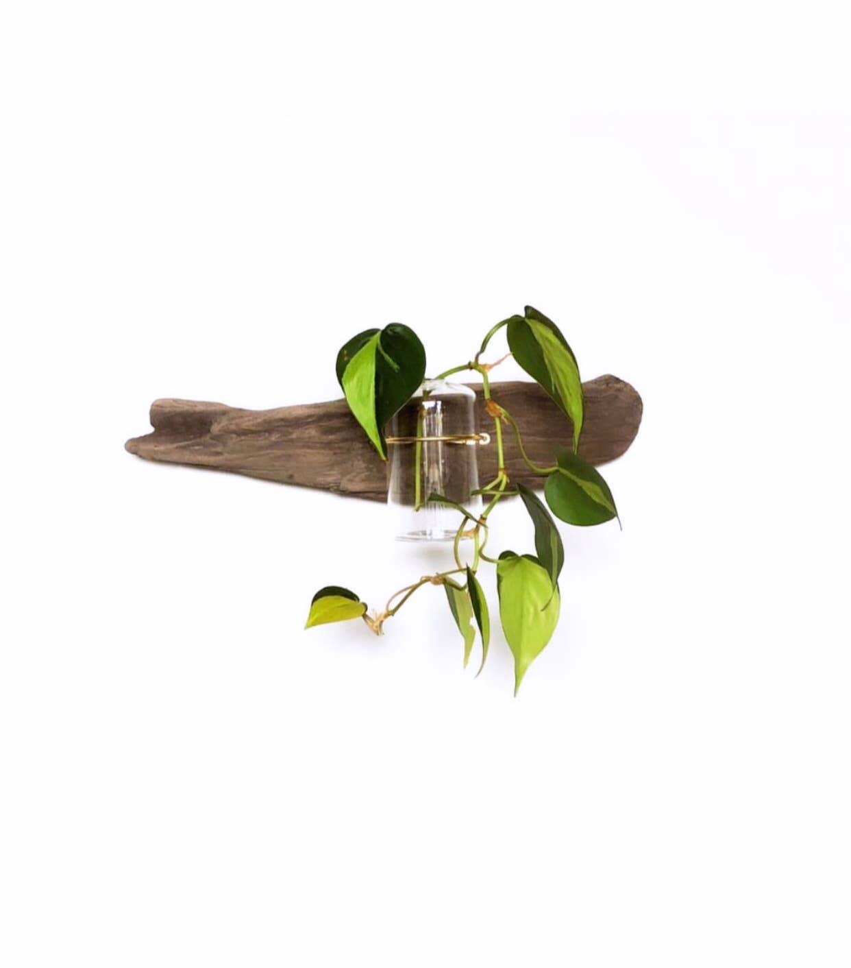 driftwood hanging planter Flora Driftwood Propagation Wall Planter – Salty at Heart
