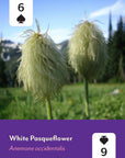 Pacific Northwest Wildflowers Deck