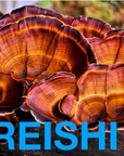 IMMUNE SHROOM a Potent, Functional & Delicious Chocolate Bar