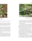 Medicinal Lichens by Robert Dale Rogers