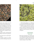 Medicinal Lichens by Robert Dale Rogers