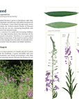 Edible Plants of the Pacific Northwest