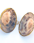 Limpet Seashell Coin Purse - Shell Box