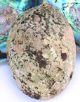 Paua Abalone Seashell 5-6.5"