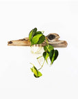 Flora Driftwood Propagation Wall Planter