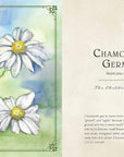 Wild Medicine: Illustrated Guide to the Magick of Herbs