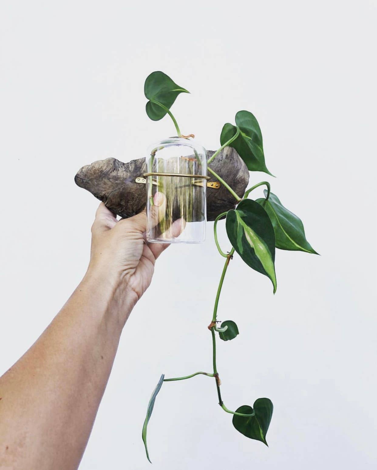 pothos wall planter Flora Driftwood Propagation Wall Planter – Salty at Heart