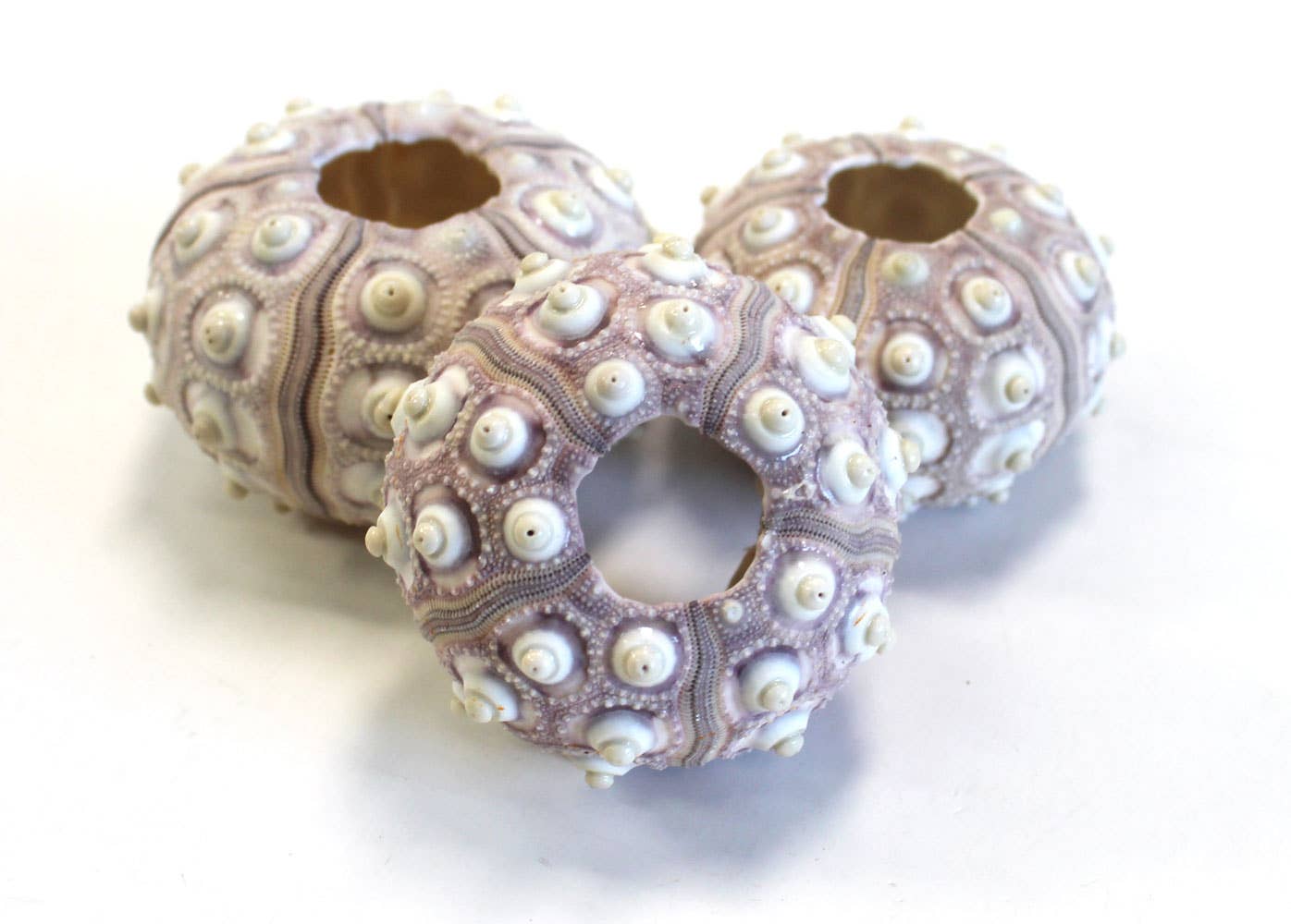 Sputnik Sea Urchin - 1-2&quot;