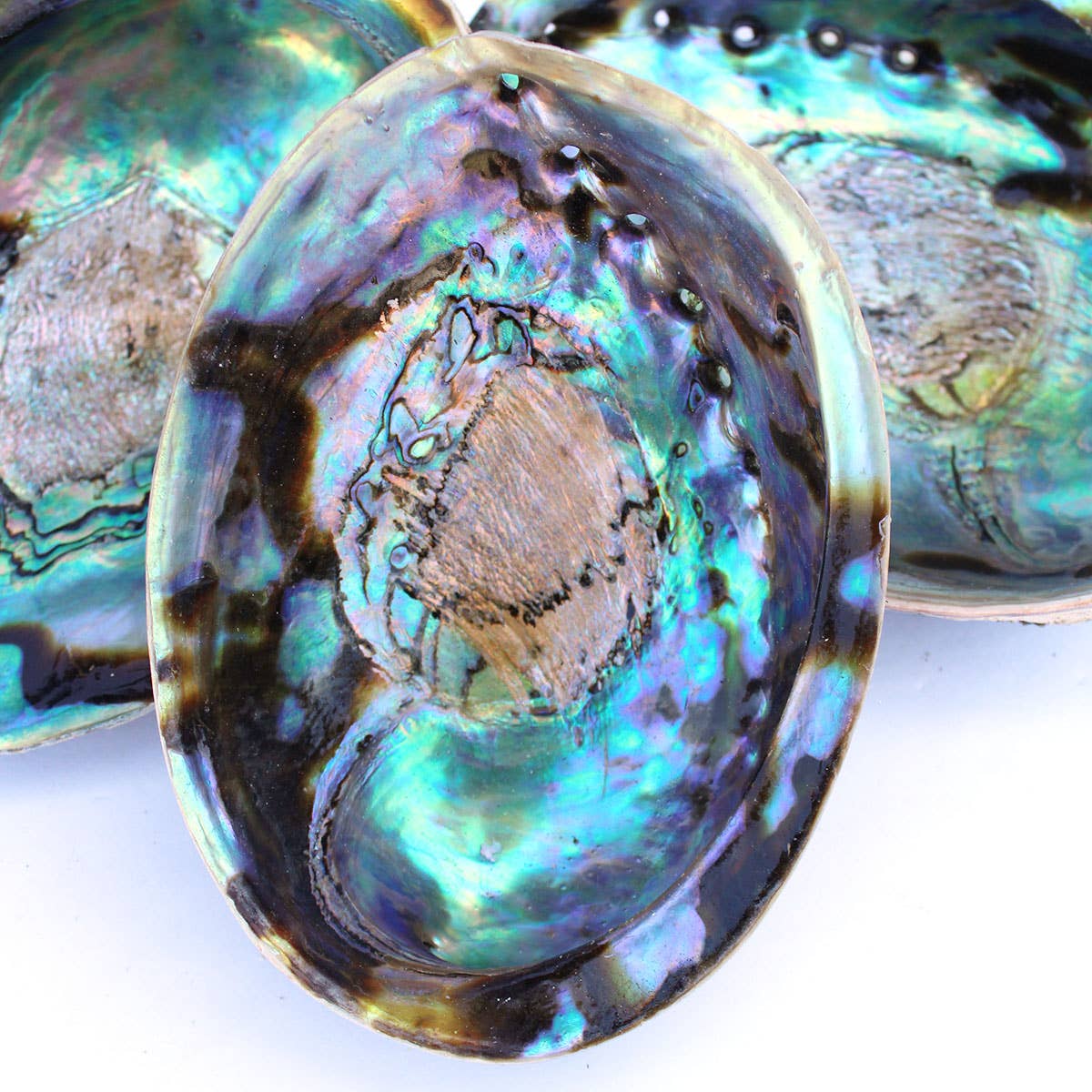 Paua Abalone Seashell 5-6.5&quot;