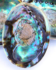 Paua Abalone Seashell 5-6.5"