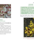 Medicinal Lichens by Robert Dale Rogers