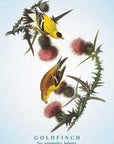 Spiritual Meaning of Birds Oracle Deck by Arin Murphy-Hiscock
