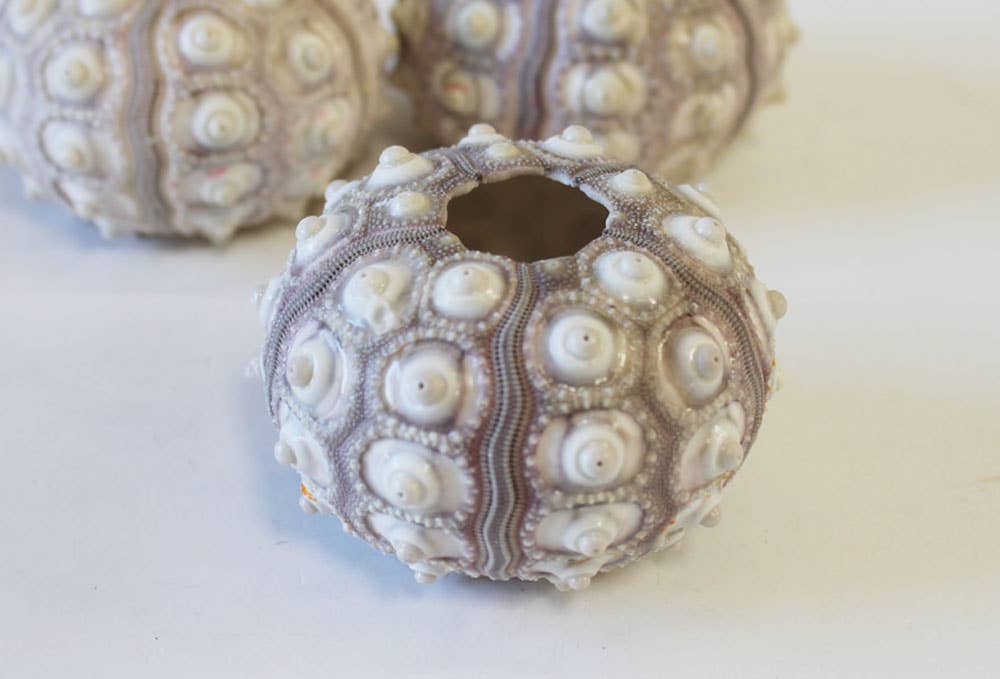 Sputnik Sea Urchin - 1-2&quot;