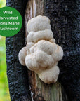 Lions Mane Honey Tincture