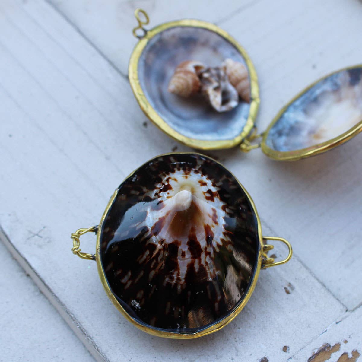 Limpet Seashell Coin Purse - Shell Box