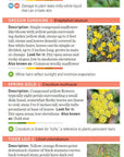Pacific Northwest Wildflower Pocket Guide