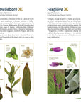 Edible Plants of the Pacific Northwest