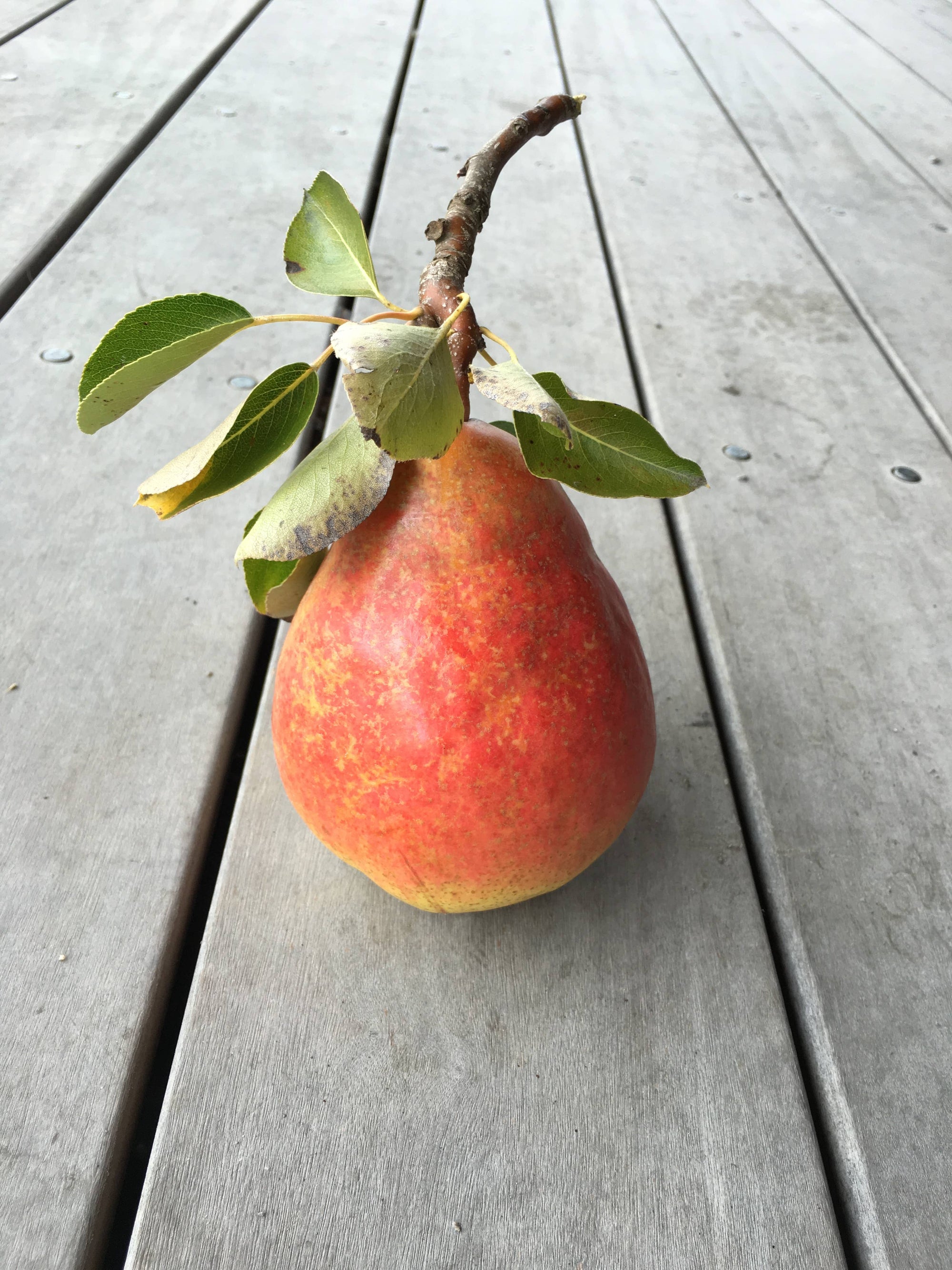 Island Pear Shrub 375ml