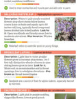 Pacific Northwest Wildflower Pocket Guide