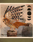 Kestrel - 8x8 Nature Wilderness Art Print 