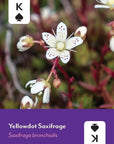Pacific Northwest Wildflowers Deck