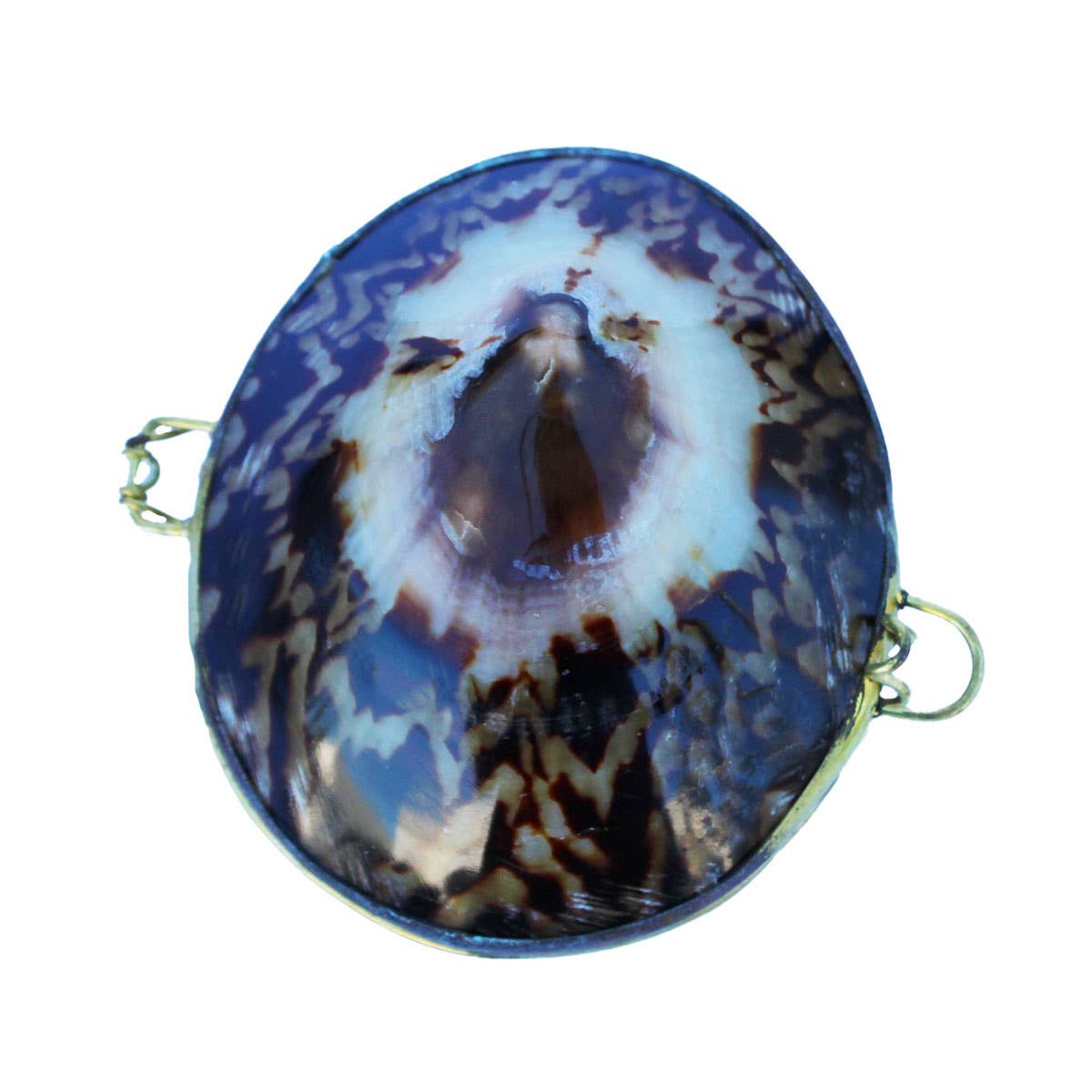 Limpet Seashell Coin Purse - Shell Box