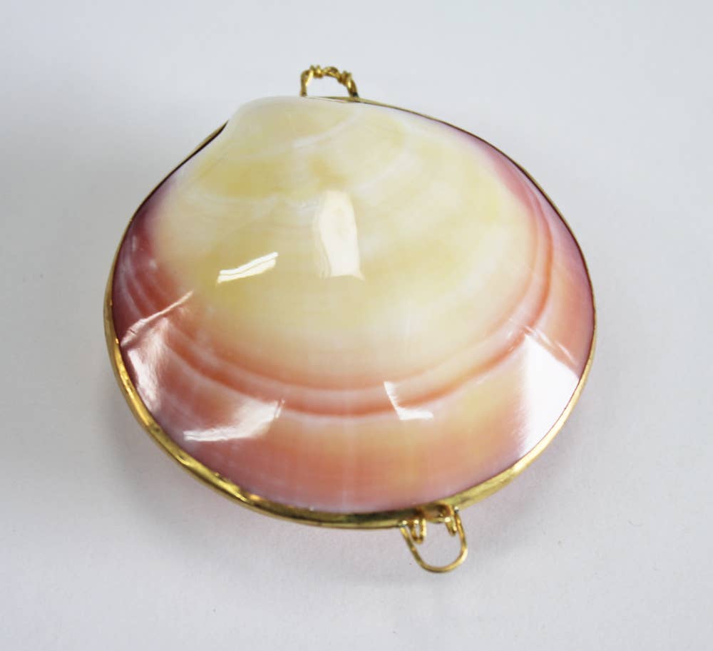 Polished Tigrina Clam Coin Purse - Shell Box