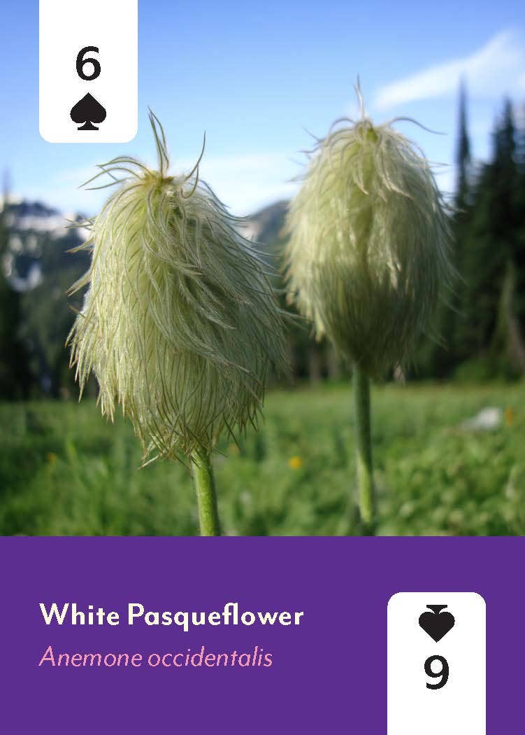 Pacific Northwest Wildflowers Deck