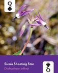 Pacific Northwest Wildflowers Deck