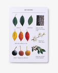 Sibley Tree Identification Flashcards