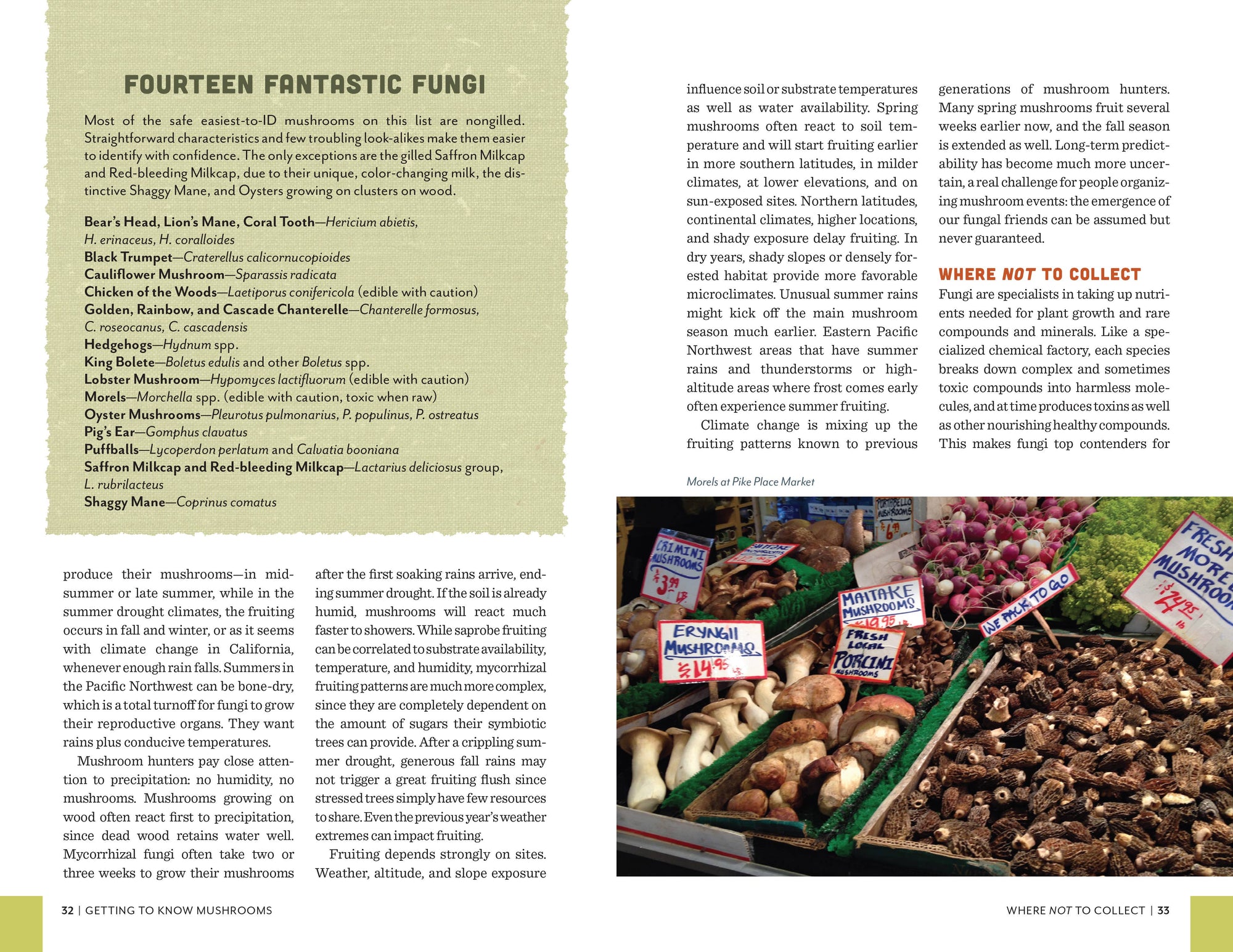 Fruits of the Forest