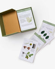 Sibley Tree Identification Flashcards