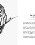 The Hidden Lives of Owls: Nature's Most Elusive Birds