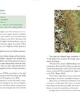 Medicinal Lichens by Robert Dale Rogers