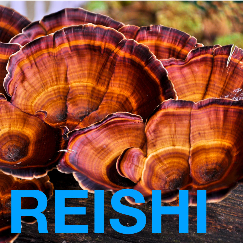 IMMUNE SHROOM a Potent, Functional &amp; Delicious Chocolate Bar