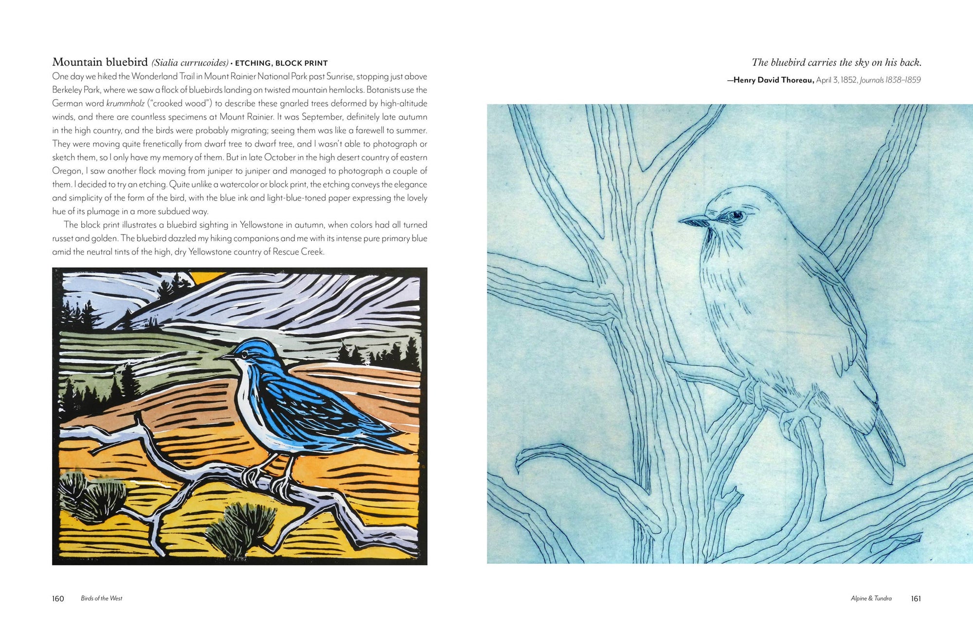 Birds of the West: An Artist's Guide