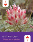 Pacific Northwest Wildflowers Deck
