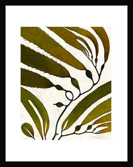 Seaweed Pring