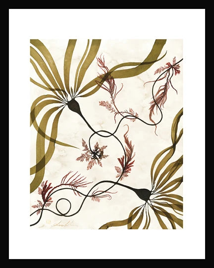 Seaweed Pring