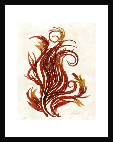 Seaweed Pring