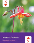 Pacific Northwest Wildflowers Deck
