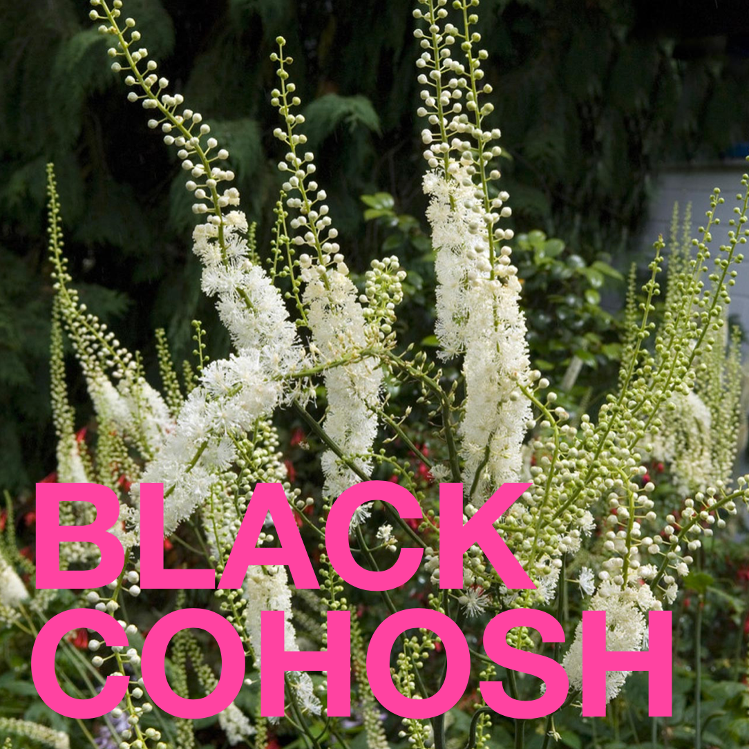 MENOPAUSAL GODDESS a Functional &amp; Delicious Chocolate Bar
