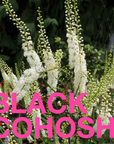 MENOPAUSAL GODDESS a Functional & Delicious Chocolate Bar