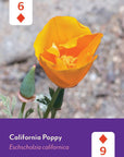 Pacific Northwest Wildflowers Deck