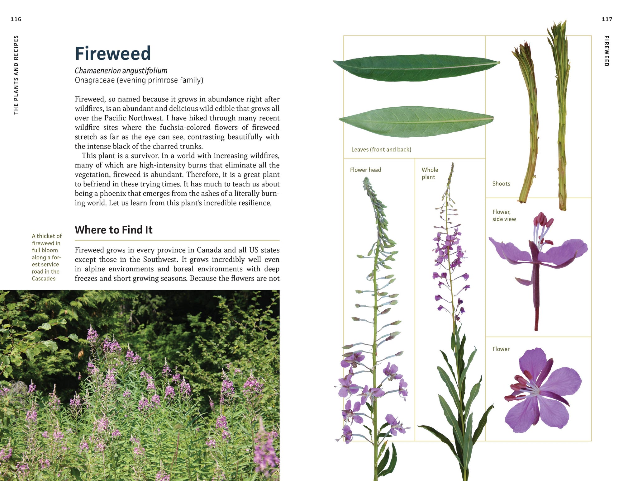 Edible Plants of the Pacific Northwest