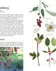 Edible Plants of the Pacific Northwest
